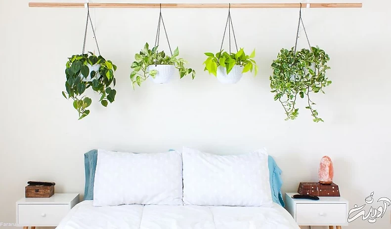 معرفی ده گیاه آپارتمانی مناسب برای پرورش و نگهداری در اتاق خواب گیاه پوتوس